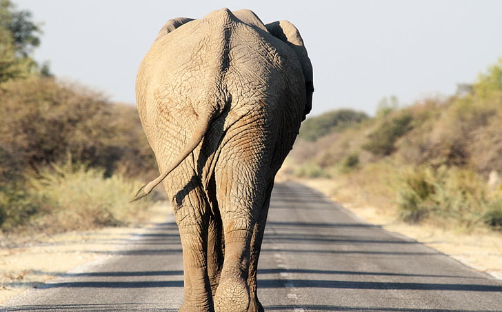 elephant, etosha, road, wildlife, animal, nature, mammal