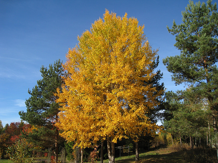 autumn, tree, colors, sky blue, garden, yellow, green