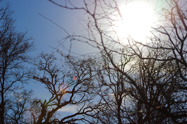 cabang, Siang hari, alam, langit, silau matahari, batang pohon, pohon