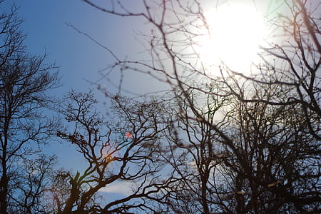 Ramos, dia, natureza, céu, brilho do sol, troncos de árvore, árvores