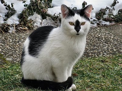 macska, PET, állat, házimacska, aranyos macska, fekete és fehér macska, az emlősök