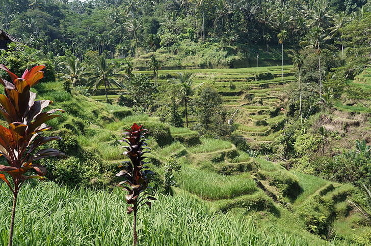 rīsu laukā, Bali, lauksaimniecība, Āzija, lauksaimniecība, plantācija, Terase