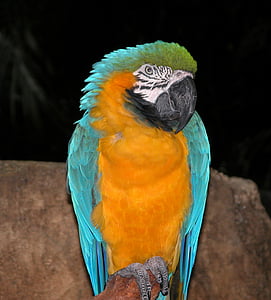 papegøye, jungelen, fuglen, Tropical, fargerike, levende, nebb