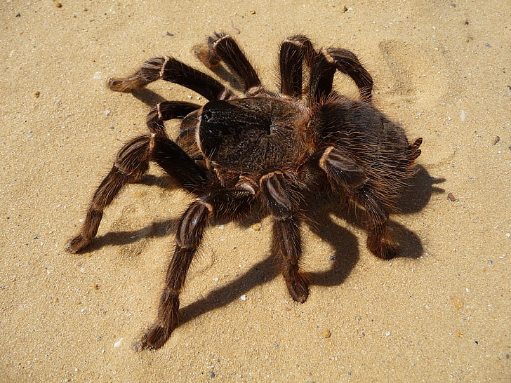 Tarantula, edderkop, brasilianske parahybana, behårede, insekt, Araknofobi, theraphosinae