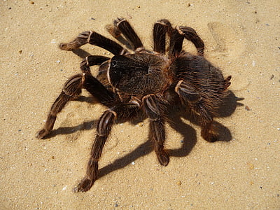 tarantula, spider, brazilian parahybana, hairy, insect, arachnophobia, theraphosinae