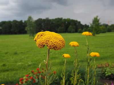 flower, yellow, yarrow, blossom, bloom, fly, nature