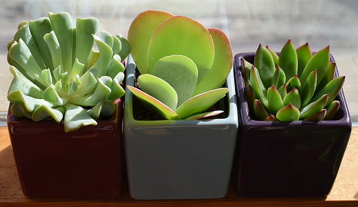 saftige trio, container plante, plante, natur, flora, stueplante, grøn