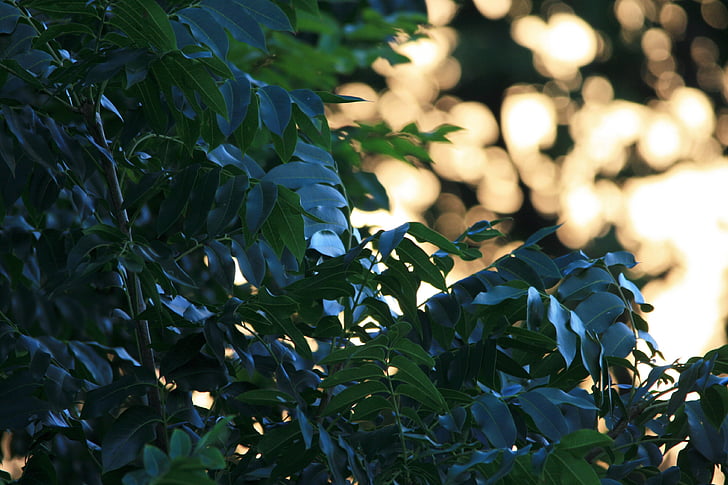 Cape jesion, drzewo, zielony, błyszczący, Cape jesion, liści, plamy światła