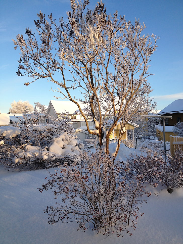 Uppsala, téli, Svédország, hó, hideg, jég, fehér