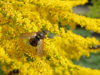 fly, yellow, plant, insect, detail