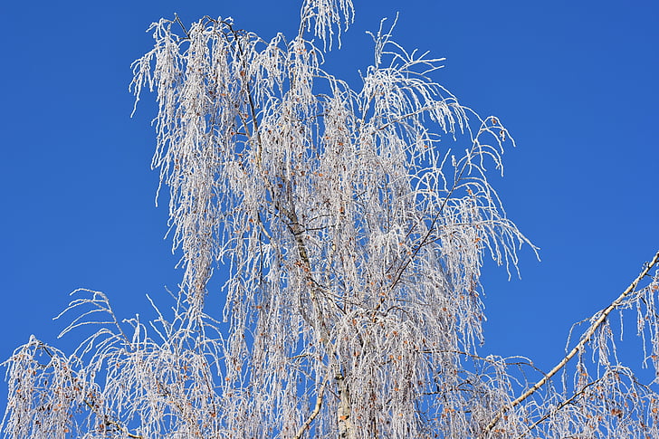 blue sky, tree, winter, frost, hoarfrost, nature, crown