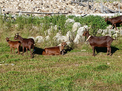 animaux, chèvres, moutons, Meadow, montagne