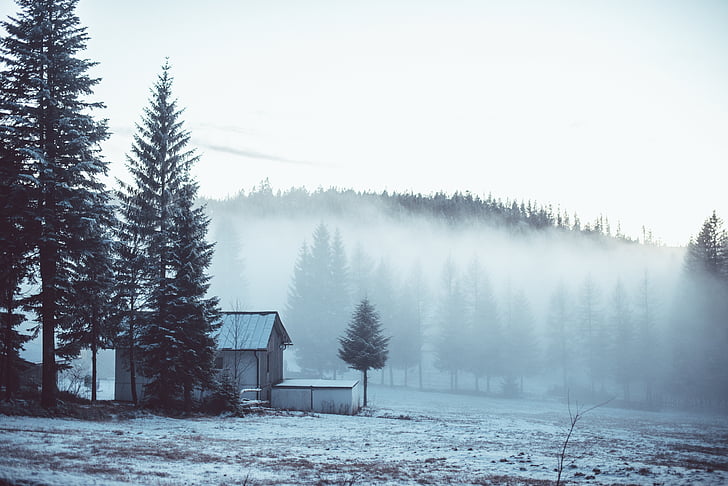 koude, platteland, mist, landschap, platteland, schuur, Shelter