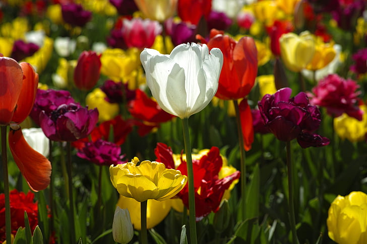 tulipaner, blomst, blomster, natur, anlegget, rød, våren