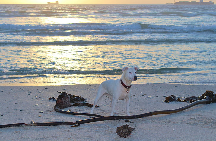 hund, stranden, spela, batonger, kvällshimmel, solnedgång, havet