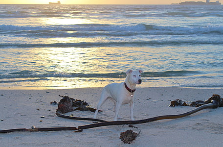 pes, Beach, hrať, obušky, večernej oblohe, západ slnka, more