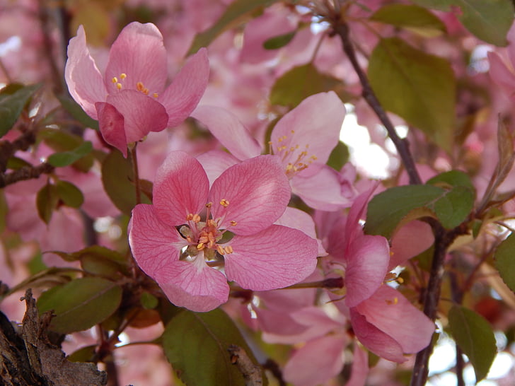 körsbärsblommor, Rosa, blommor, naturen, träd, gren, Blossom