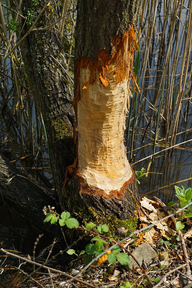 nature, tree, bark, nagspuren, beaver tracks, wood chips