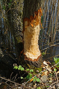 natura, albero, corteccia, nagspuren, tracce del castoro, trucioli di legno