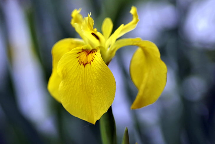 Iris, groc, flor, sola, corrent, jardí, natura