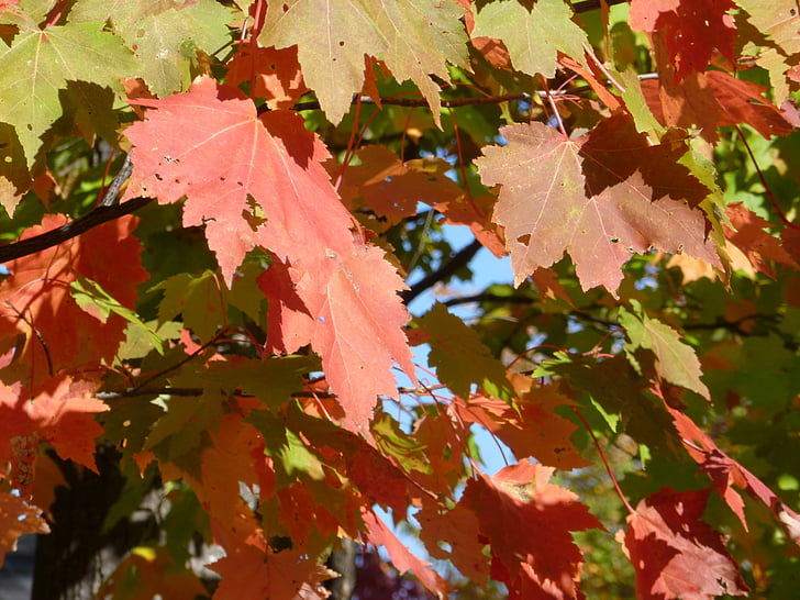 lapai, lapų, rudenį, spalva, oranžinė, Gamta, medis