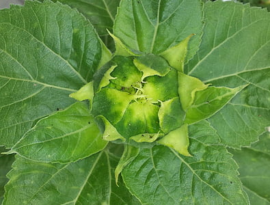 Bud, bunga matahari, hijau, tanaman, alam, daun, kesegaran