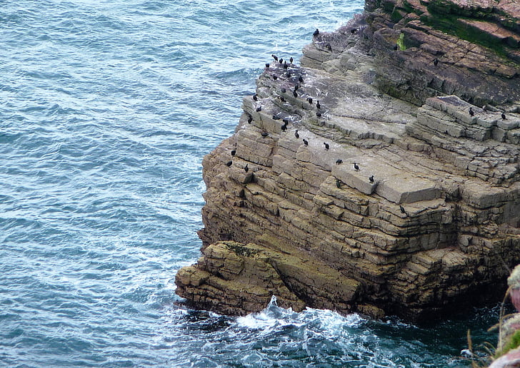 Cap fréhel, kuşlar, Deniz