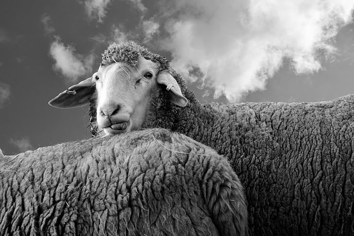 moutons, vue, animal, laine, coup d’oeil, bétail, tête