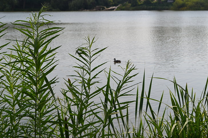 duck, lake, water, bird, landscape, water bird, nature
