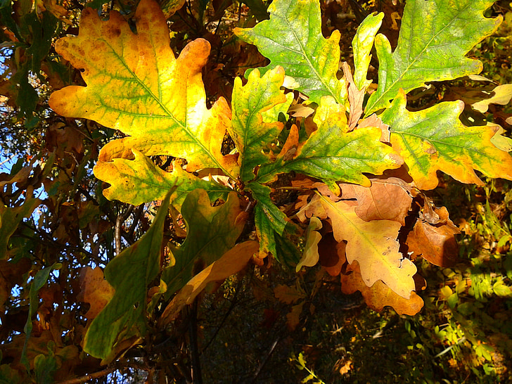 løv, efterår, efteråret guld, gule blade, guld