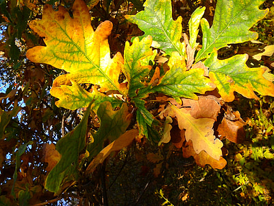 foliage, autumn, autumn gold, yellow leaves, gold