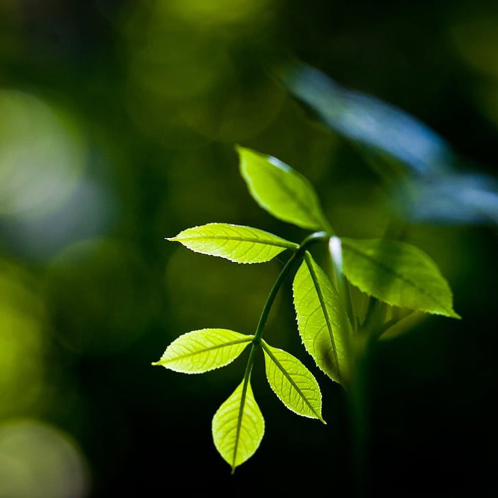 plant, leaves, green, nature, leaf, foliage, green leaves