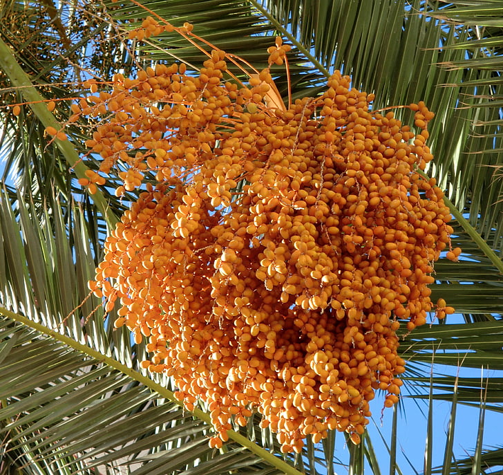 food, dates, palm tree, orange