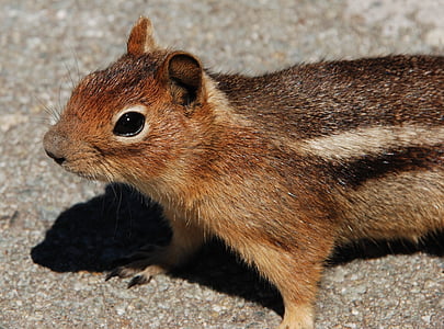 squirrel, fauna, rodent, mammal, washington state, north america, animal