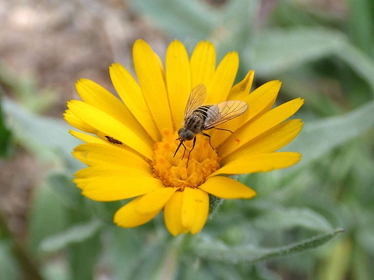 hoverfly, syrphidae, libar, Daisy, Hoa, giả ong, côn trùng