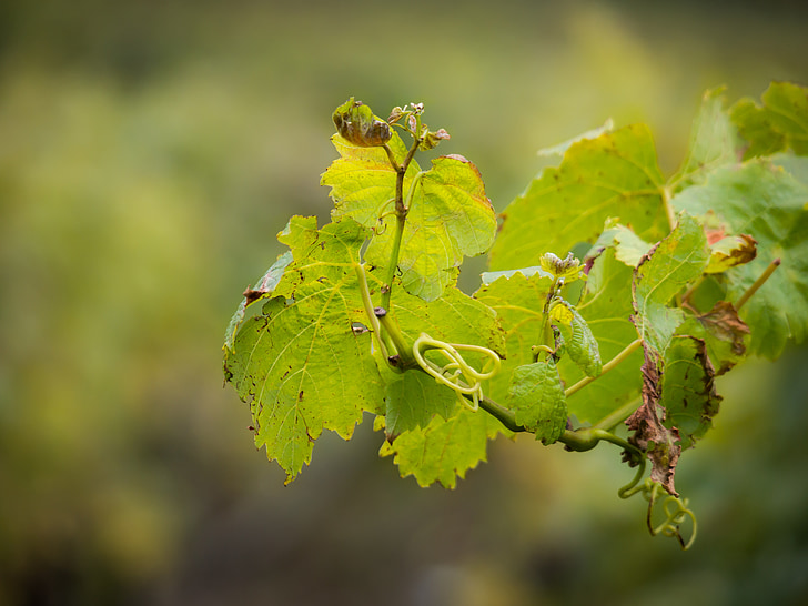 vin, vigne, vin feuilles, automne, feuille, feuillage d’automne, feuilles