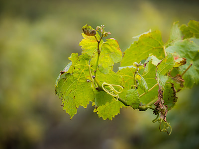 vin, Vine, vin blad, høst, blad, fallet løvverk, blader