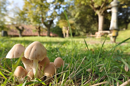 mushroom, micolodia, nature, hermitage, autumn, fungus, forest