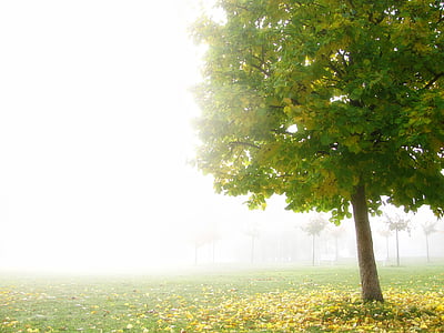 tree, fog, park, autumn leaves, golden autumn, colors, green