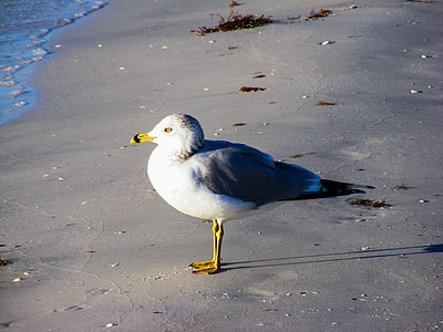 ring-billed gull, sea, gulls, bird, feather, flight, fly