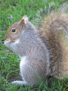 nature, squirrel, victoria, beacon hill park, vancouver island, animal, rodent