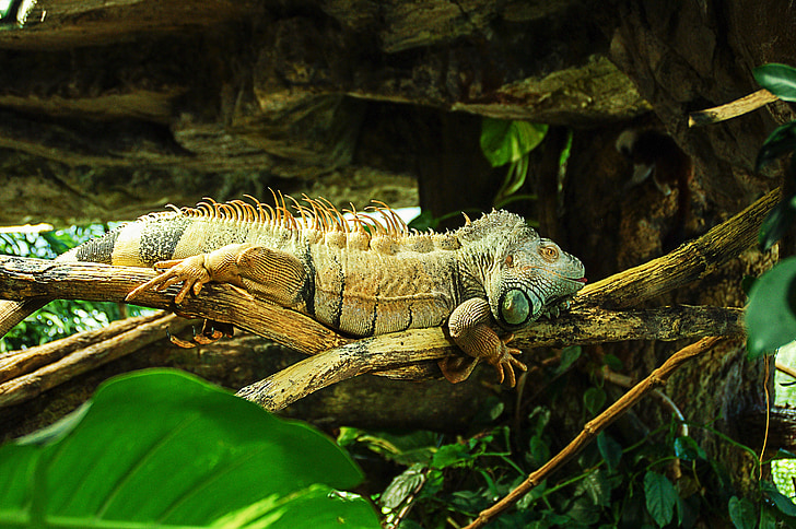 iguana, reptilă, iguanidae, verde, soparla, kaltblut, animale