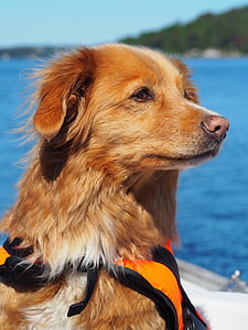 собака, лодка, ретривер, одно животное, Домашние животные, Домашние животные, крупным планом