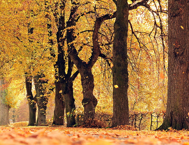 trees, avenue, autumn, away, mood, outdoor, fall leaves