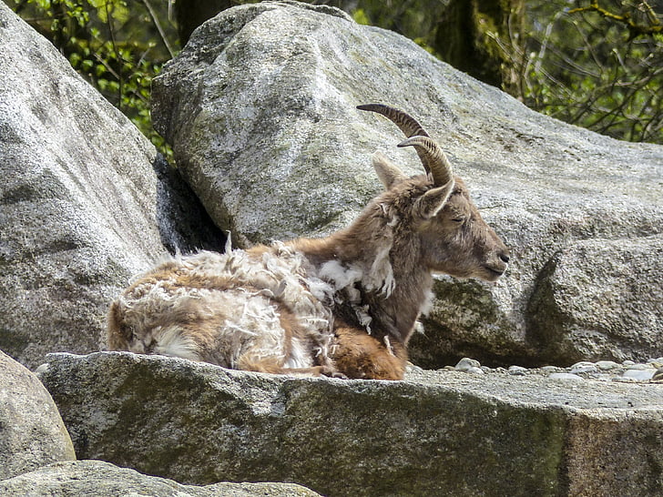 Alpine Kozorožec, Capra ibex, zviera, cicavec, horské kozy, Európa, voľne žijúcich živočíchov