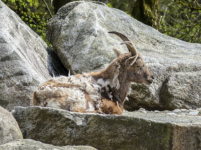 alpine ibex, capra ibex, animal, mammal, mountain goat, europe, wildlife