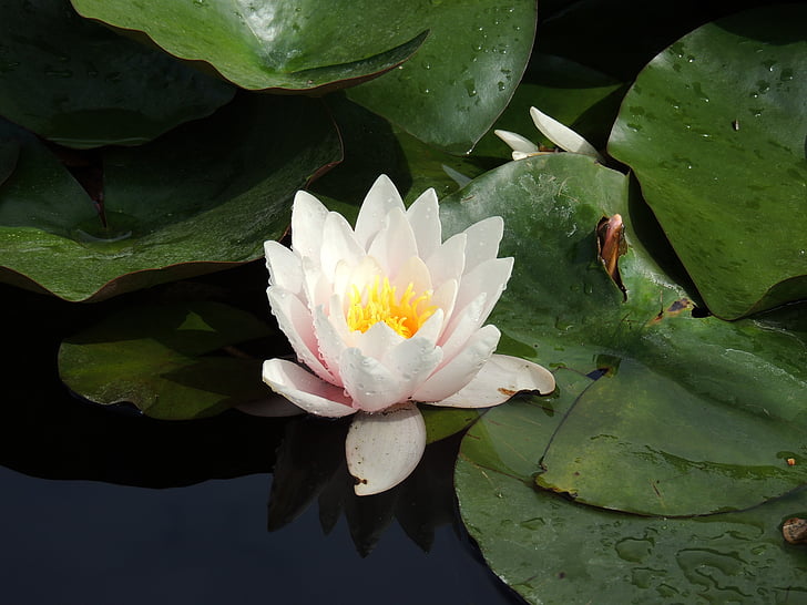 Lotus, lotusbloem, bloem, Lake, water lily, Nuphar lutea, Lotus blossom