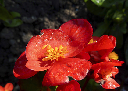 rood, bloem, natuur, Tuin, Flora, mooie, Bloom