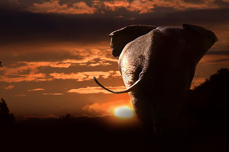 slon, Africká, slon africký, zvířata, Příroda, savci, Safari