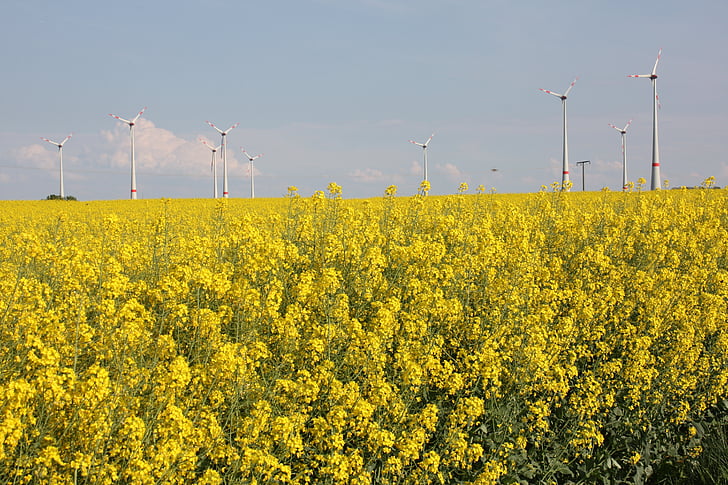 renewable energy, green energy, oilseed rape, field of rapeseeds, yellow, wind power, pinwheel